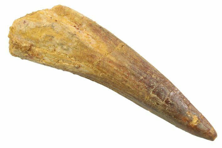 Fossil Spinosaurus Tooth - Real Dinosaur Tooth #352390